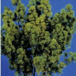 ASPARAGO MYRIOCLADUS 100 SEMI