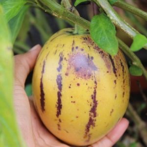 PEPINO NR.5 SEMI
