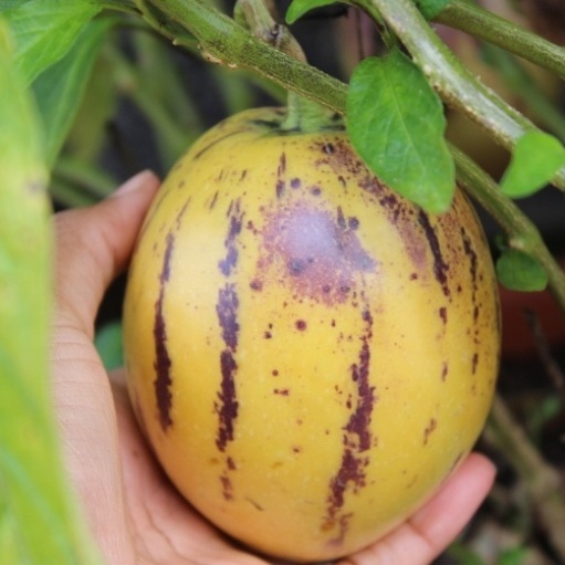 PEPINO NR.5 SEMI
