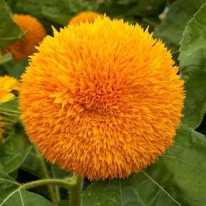 GIRASOLE NANO DOPPIO SUNGOLD GR.10