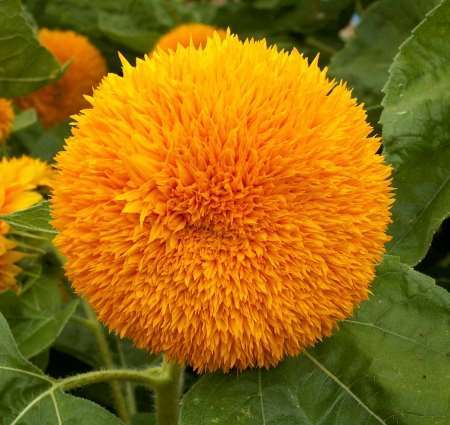 GIRASOLE NANO DOPPIO SUNGOLD GR.10