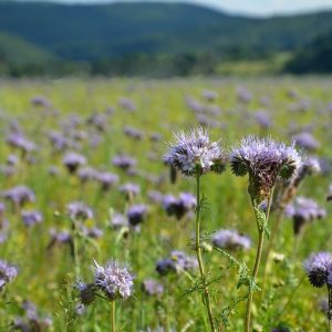 FACELIA TANACETIFOLIA BLU LAVANDA NR.50 SEMI PHACELIA