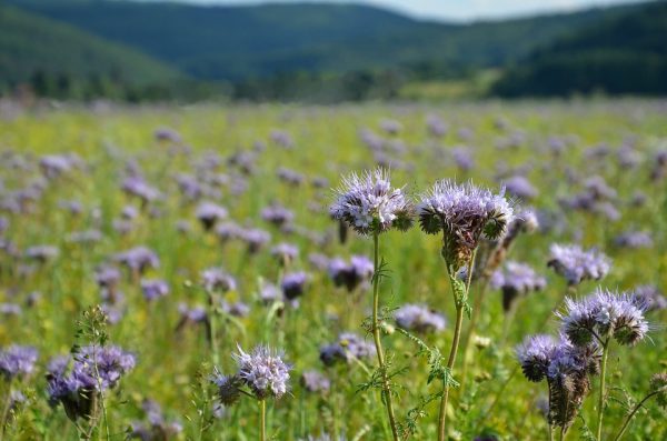 FACELIA TANACETIFOLIA BLU LAVANDA NR.50 SEMI PHACELIA