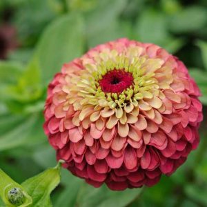 ZINNIA QUEEN RED LIME NR.1000 SEMI
