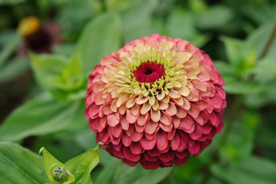 ZINNIA QUEEN RED LIME NR.1000 SEMI