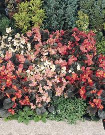 BEGONIA COCKTAIL MIX NR.1000 SEMI PELLET