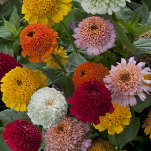 ZINNIA CRESTO MISCUGLIO NR.100 SEMI