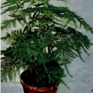 ASPARAGO PLUMOSO GR.100