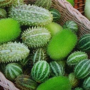 CETRIOLI ORNAMENTALI MISCUGLIO DI VARIE SPECIE NR.30 SEMI