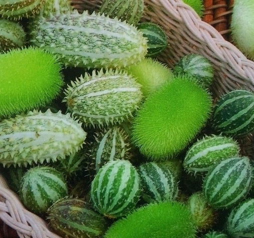 CETRIOLI ORNAMENTALI MISCUGLIO DI VARIE SPECIE NR.30 SEMI