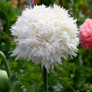 PAPAVERO FRANGIATO BIANCO NR.50 SEMI