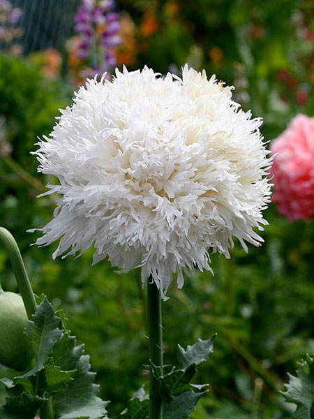 PAPAVERO FRANGIATO BIANCO NR.50 SEMI