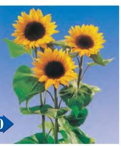 GIRASOLE F.1 ARANCIO GR.100