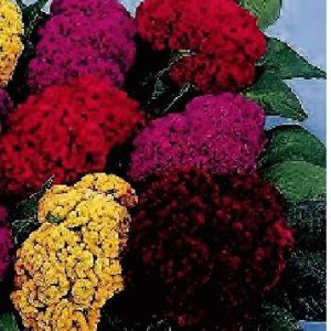 CELOSIA EXTRA NANA MISCUGLIO GR.1