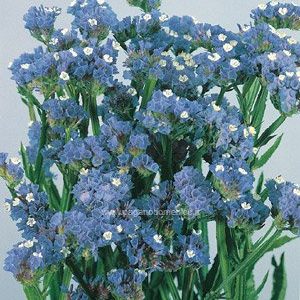 STATICE PACIFIC BLU CHIARO GR.50