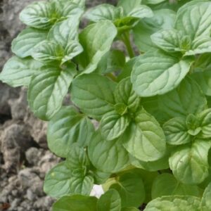 MENTA GLACIALE A FOGLIE ROTONDE 0,5 GR