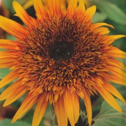GIRASOLE ASTRA GIALLO MARRONE NR.30 SEMI