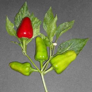 PEPERONCINO TROTTOLINO NR.200 SEMI