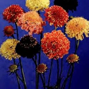 SCABIOSA DOPPIA MISCUGLIO GR.10