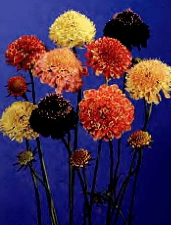SCABIOSA DOPPIA MISCUGLIO GR.10