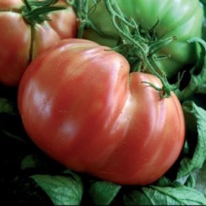 POMODORO DI SORRENTO NR.100 SEMI