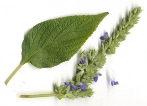 SALVIA HISPANICA - SEMI DI CHIA NR.100 SEMI