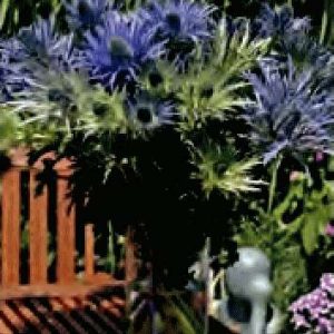 ERYNGIUM ALPINUM VIOLA GR.10