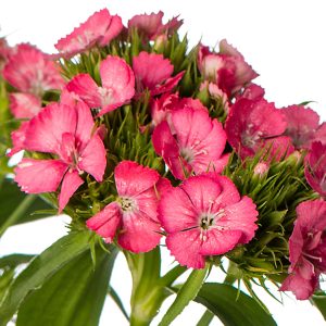 GAROFANO BARBIENNE ROSA NR.1000 SEMI (DIANTHUS)