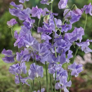PISELLO ODOROSO LAVANDA NR.50 SEMI