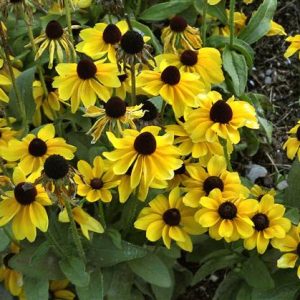 RUDBECKIA TOTO LEMON NR.1000 SEMI