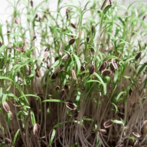 MICROGREENS ANETO NR.1 BUSTA