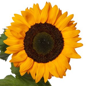 GIRASOLE F.1 AJAX NR.5000 SEMI