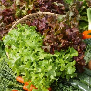 LETTUCE FOR CUTTING, BABY LEAF ( LACTUCA SATIVA), WHITE SALAD BOWL KG 1