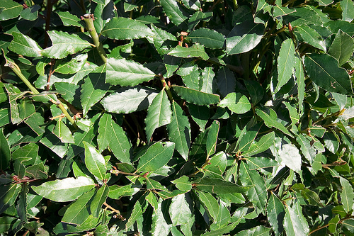 ALLORO NR.3 SEMI