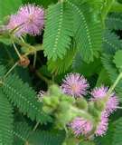 MIMOSA PUDICA SENSITIVA GR.50