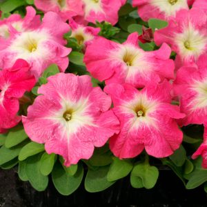 PETUNIA LIMBO SALMONE CENTRO BIANCO NR.1000 SEMI PILL.