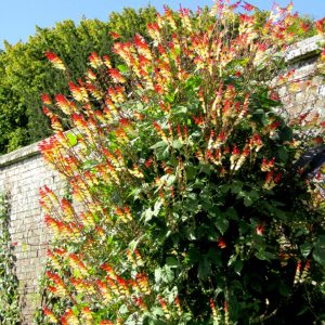 MINA LOBATA 25 SEMI
