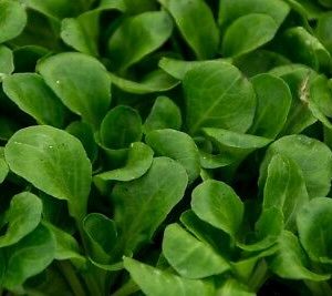 CHICORY LARGE LEAVED ( CHICORIUM INTYBUS) ZUCCHERINA DI TRIESTE KG 1