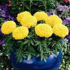 A - TAGETES F.1 ANTIGUA YELLOW NR.1000 SEMI COATED