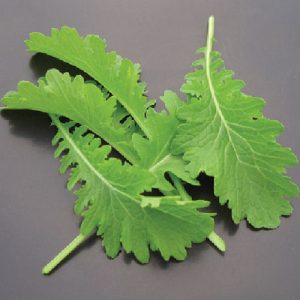 MUSTARD ( BRASSICA JUNCEA )WUASABINA  KG 1