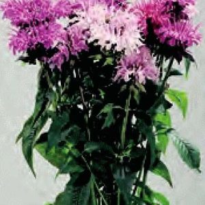 MONARDA DIDYMA MISCUGLIO GR.5