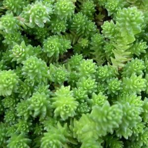 SEDUM ACRE NR.300 SEMI