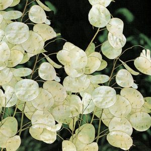 LUNARIA BIANCA NR. 50 SEMI - MONETA DEL PAPA