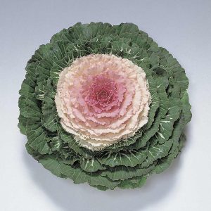 CAVOLO ORNAMENTALE A FOGLIE TONDE ROSA NR.1000 SEMI