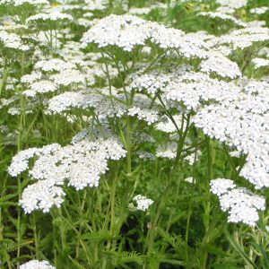 ACHILLEA BIANCA 5000 SEMI