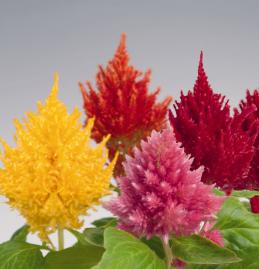 CELOSIA GLORIOUS MIX NR.1000 SEMI