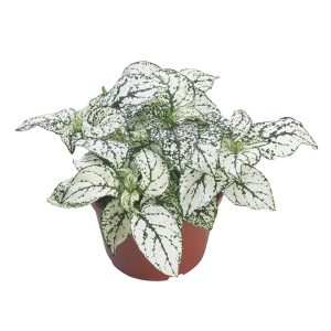 HYPOESTES CONFETTI BIANCO NR.1000 SEMI
