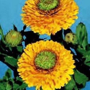 CALENDULA GIALLO  A CUORE VERDE GR.100