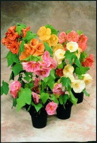 ABUTILON BELLA MIX NR.1000 SEMI