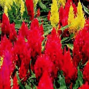 CELOSIA PLUMOSA CENTURY MISCUGLIO NR.1000 SEMI